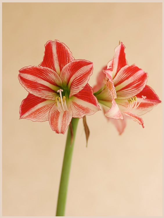 Hippeastrum 'Fairytale' 2 - Windowsill Garden