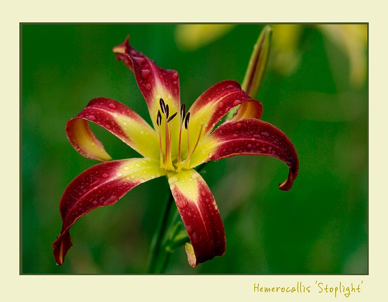 Hemerocallis 'Stoplight' - Garden perennials