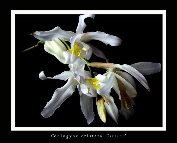 Coelogyne cristata 'Citrina' - Orchids