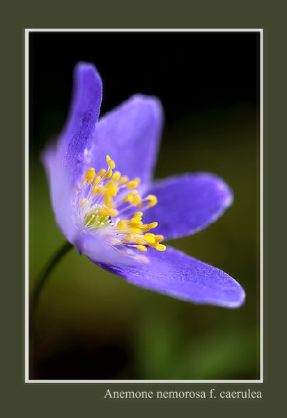 Anemone nemorosa f. caerulea - Garden perennials
