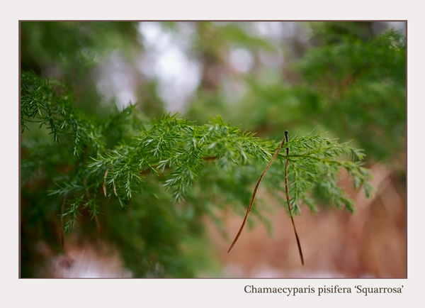 Chamaecyparis pisifera 'Squarrosa' - Trees and Shrubs
