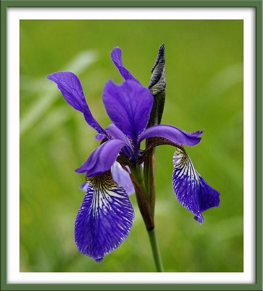 Iris sibirica - Garden perennials