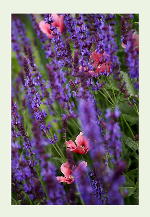 Salvia and Opium - Still Life