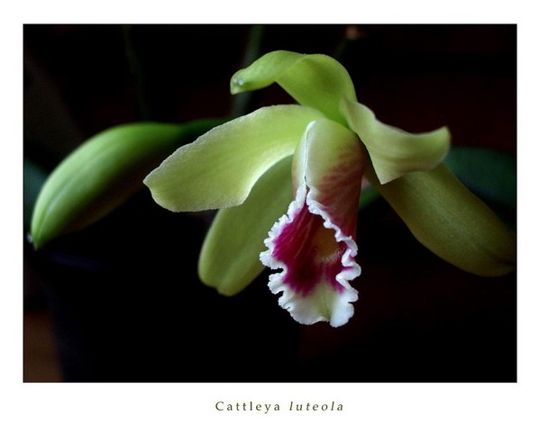 Cattleya luteola - Orchids