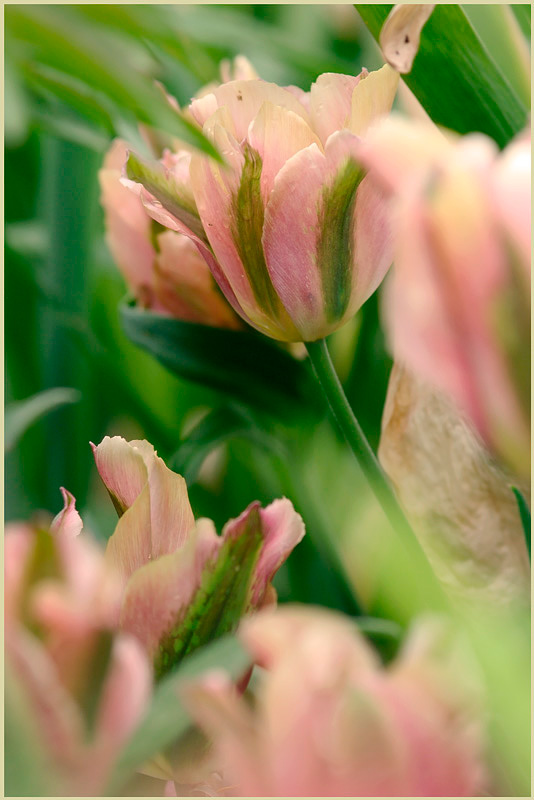 Tulipa 'Artist' - Garden perennials