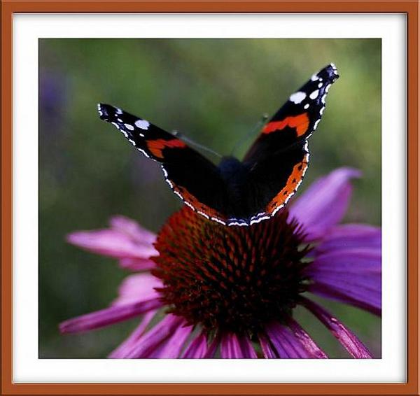 Vanessa atalanta 2 - Fauna