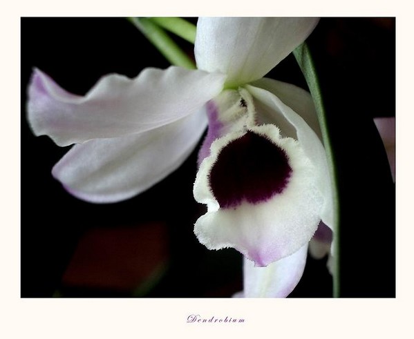Dendrobium nobile hybr. 2 - Orchids