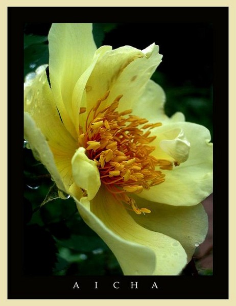 Rosa 'Aicha' 1 - Roses