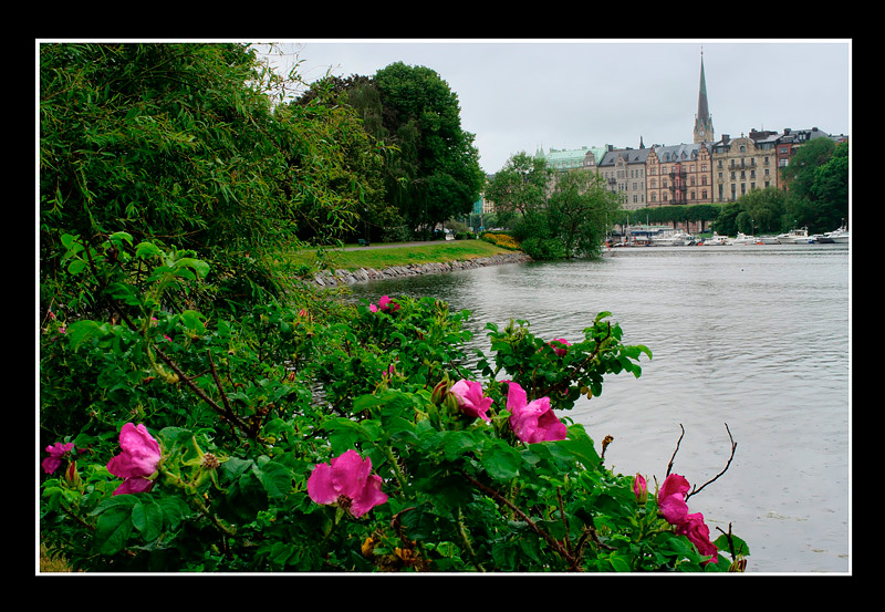 2011 Djurgården 5 - Stockholm 2011-2012
