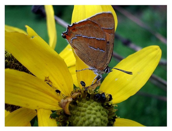 Thecla betulae - Fauna