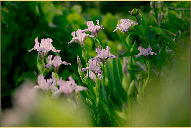 Iris reginae 3 - Garden perennials