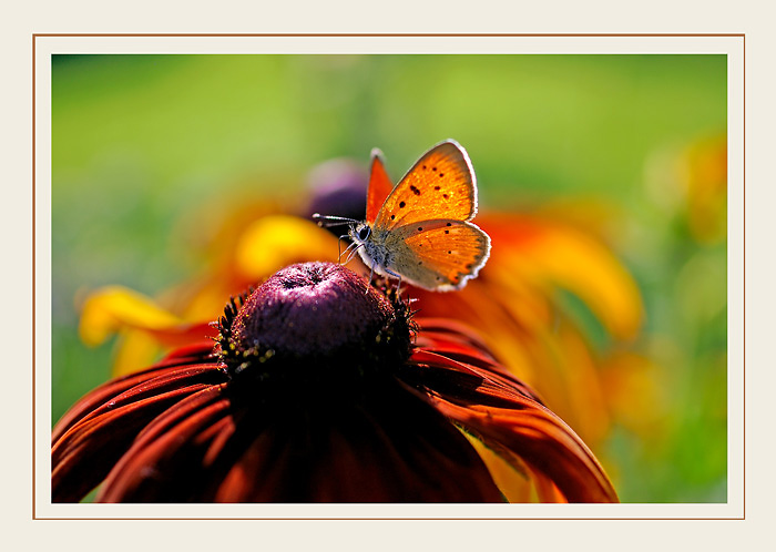 Lycaena virgaureae 1 - Fauna