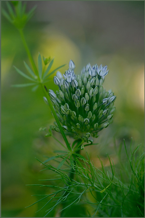 Allium cyaneum - Garden perennials