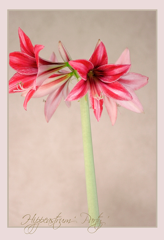 Hippeastrum 'Party' 2 - Windowsill Garden