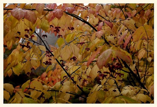 Euonymus planipes 3 - Trees and Shrubs