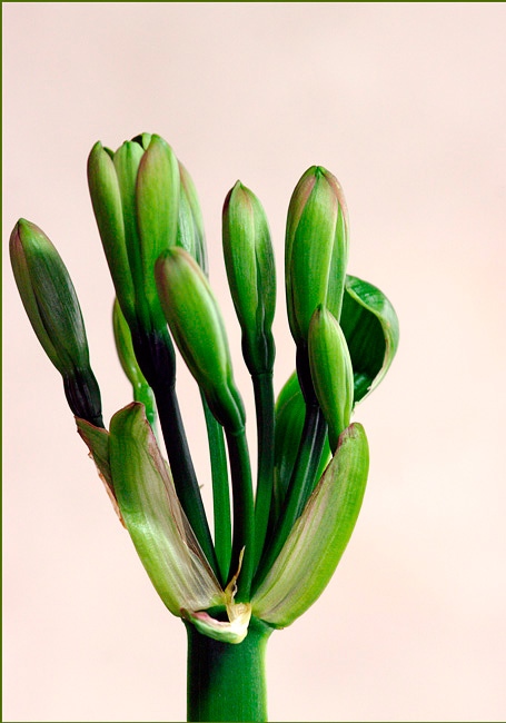 Clivia miniata Green 2 - Windowsill Garden