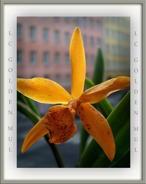 Lc. Golden Mul - Orchids