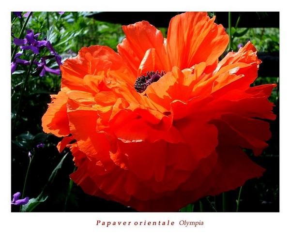 Papaver orientale 'Olympia' - Garden perennials