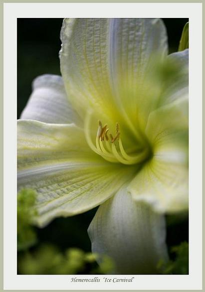 Hemerocallis 'Ice Carnival' - Garden perennials