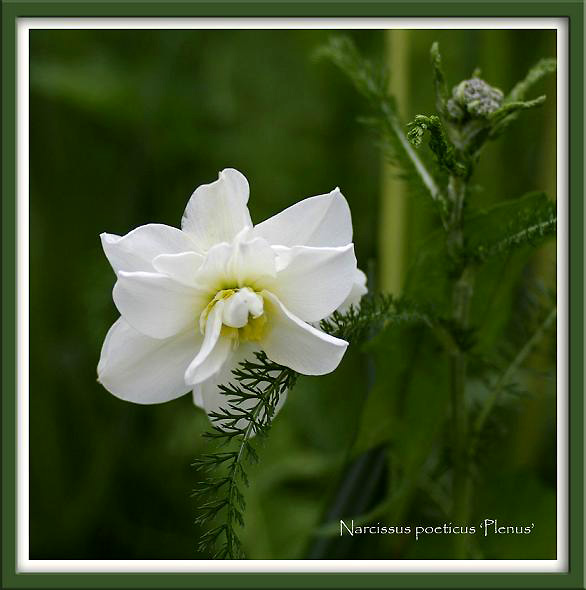 Narcissus poeticus 'Plenus' - Garden perennials
