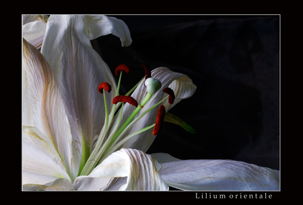 Lilium orientale - Garden perennials