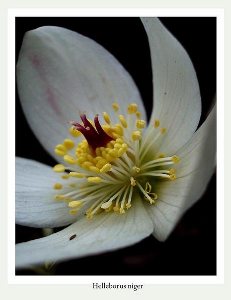 Helleborus niger 2 - Garden perennials