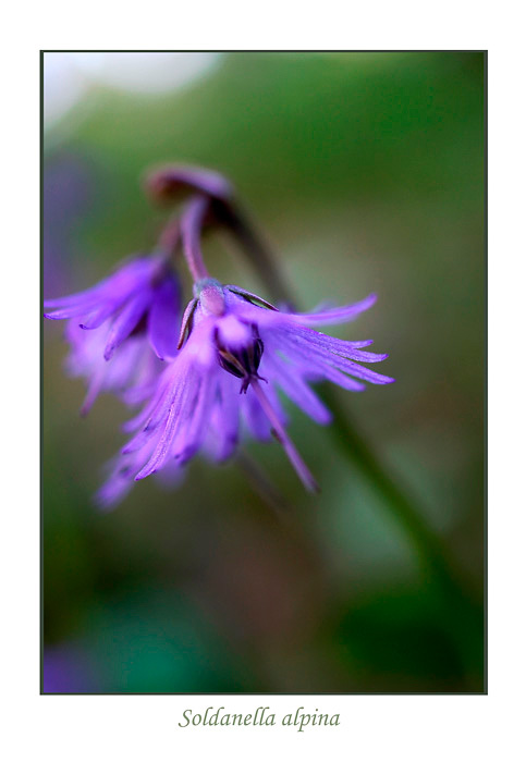 Soldanella alpina - Garden perennials
