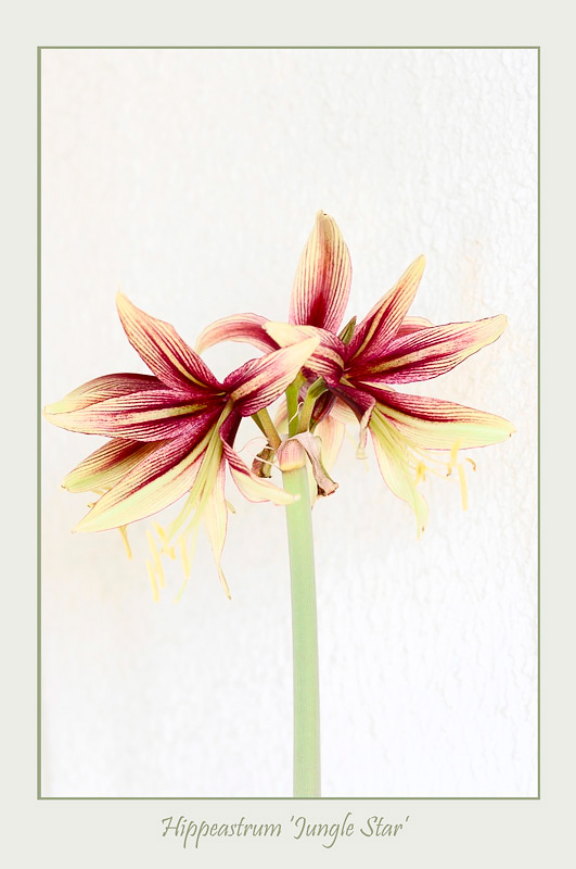 Hippeastrum 'Jungle Star' 3 - Windowsill Garden