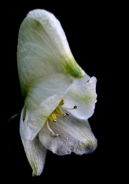 Aconitum napellus 'Album' - Garden perennials