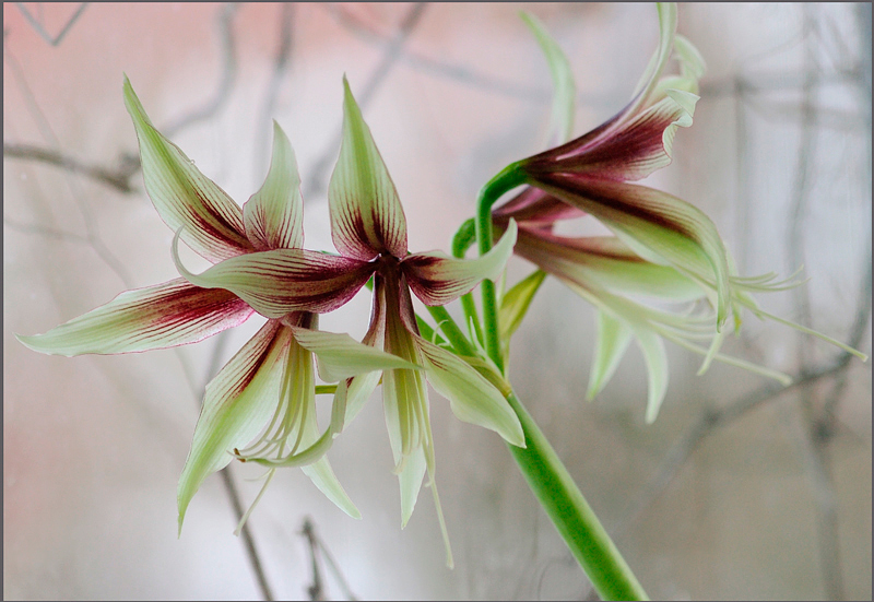 Hippeastrum 'Jungle Star' 6 (2012) - Windowsill Garden