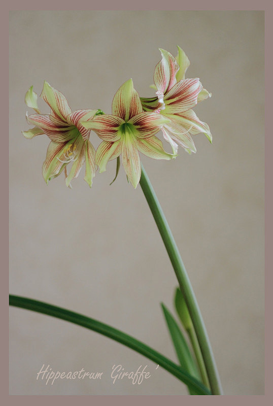 Hippeastrum 'Giraffe' 6 - Windowsill Garden
