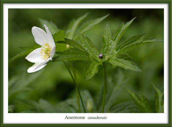 Anemone canadensis - Garden perennials