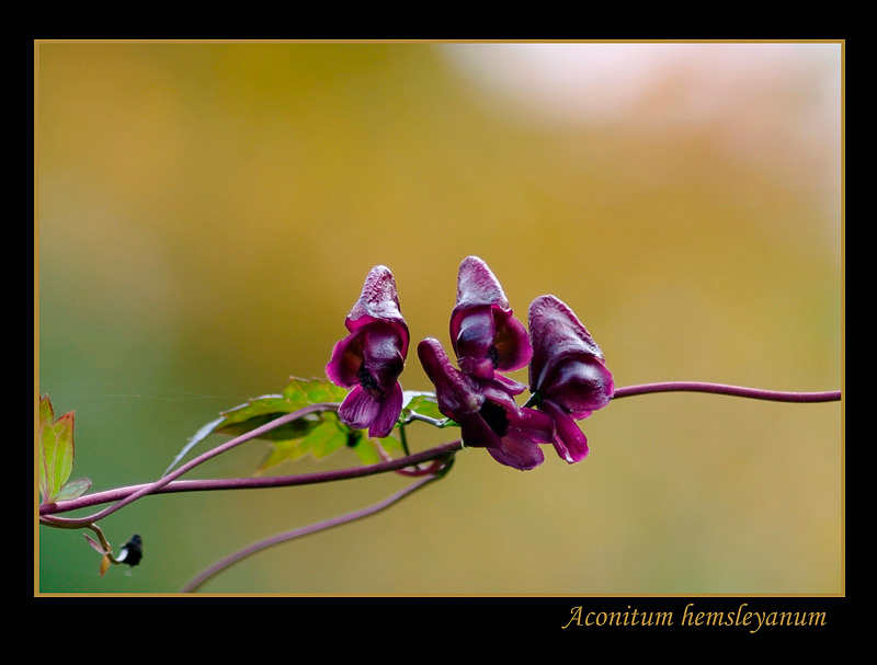 Aconitum hemsleyanum 2 - Garden perennials