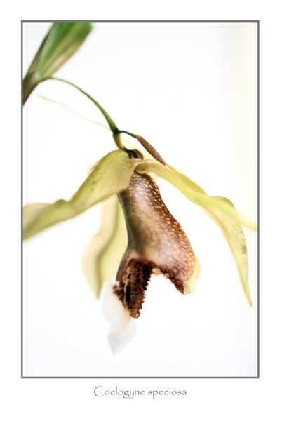 Coelogyne speciosa 3 - Orchids
