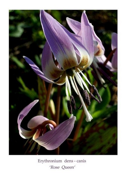Erythronium dens-canis 'Rose Queen' 1 - Garden perennials
