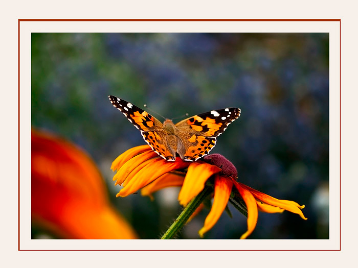 Vanessa cardui 1 - Fauna