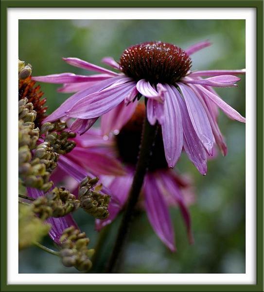 Echinacea purpurea 'Magnus' - Garden perennials