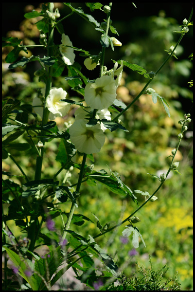 Linnea's Garden 6 - Parks and Gardens