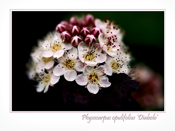 Physocarpus opulifolius 'Diabolo' - Trees and Shrubs