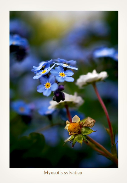 Myosotis sylvatica - Garden perennials