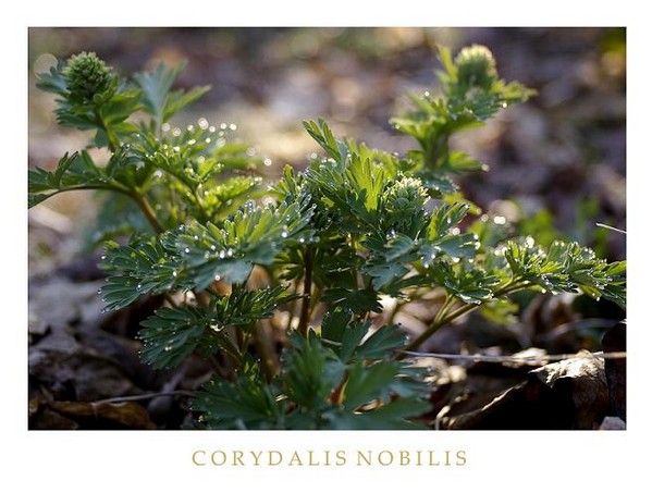 Corydalis nobilis - Garden perennials