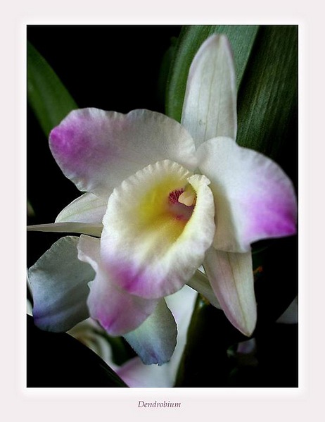Dendrobium nobile hybr. 3 - Orchids