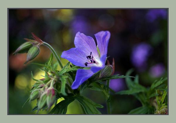 Geranium himalayense - Garden perennials