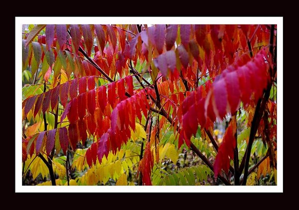 Rhus typhina 3.2 - Trees and Shrubs