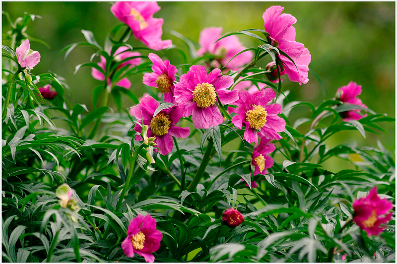 Paeonia veitchii 2 - Garden perennials