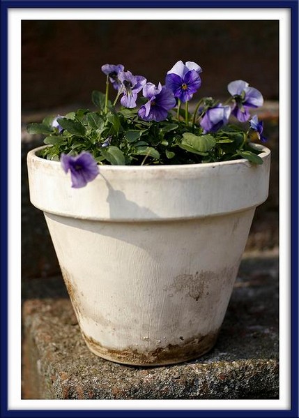 Spring Violets - Still Life