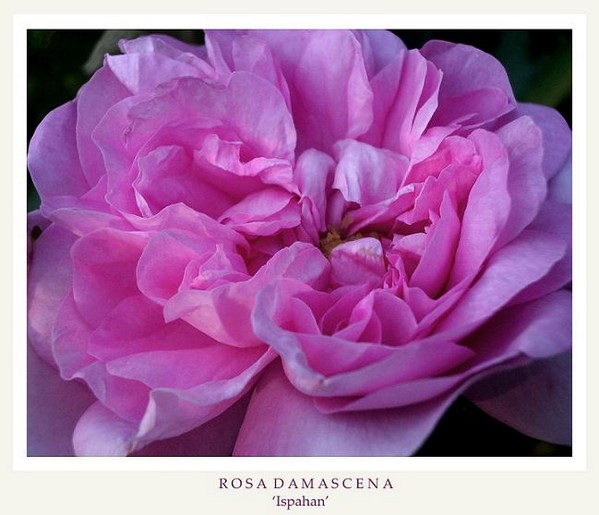 Rosa damascena 'Ispahan' 1 - Roses