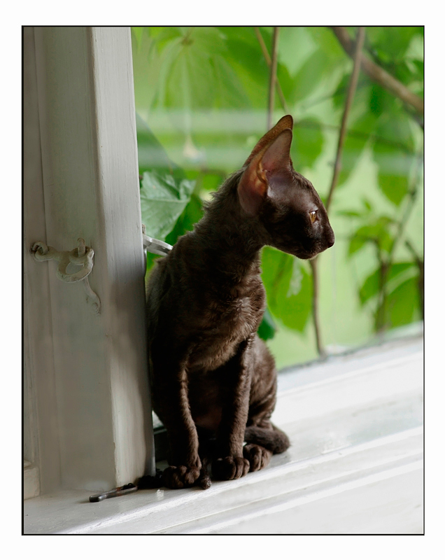 Coco 12 weeks - 1 - Mimmi's kittens