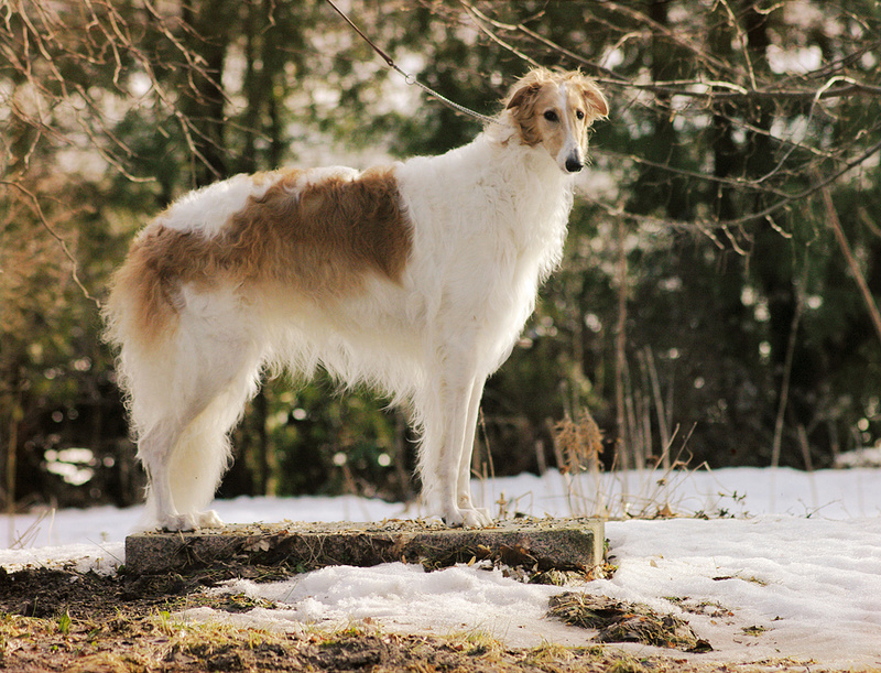 Mila 1,5 years - My Borzois - Mila