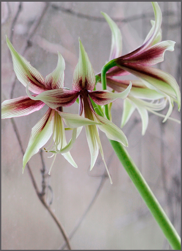 Hippeastrum 'Jungle Star' 7 (2012) - Windowsill Garden